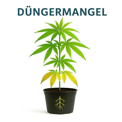 Canna Terra Prof. Erde-Set – Grow Erde Standard