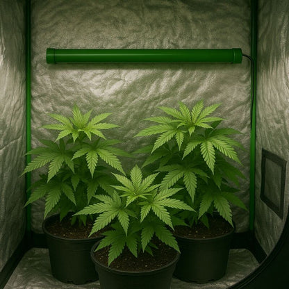 Solux Grow Heizung 240 Watt 120 cm + Isoliermatte – Pflanzen Heizung