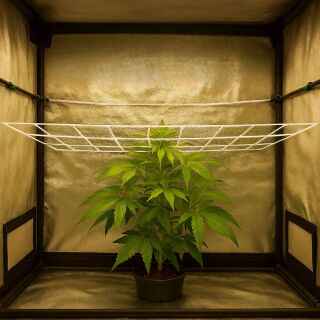 Low-Stress-Training Set Big – Pflanzen Training Grow