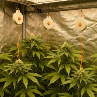 Low-Stress-Training Set Big – Pflanzen Training Grow